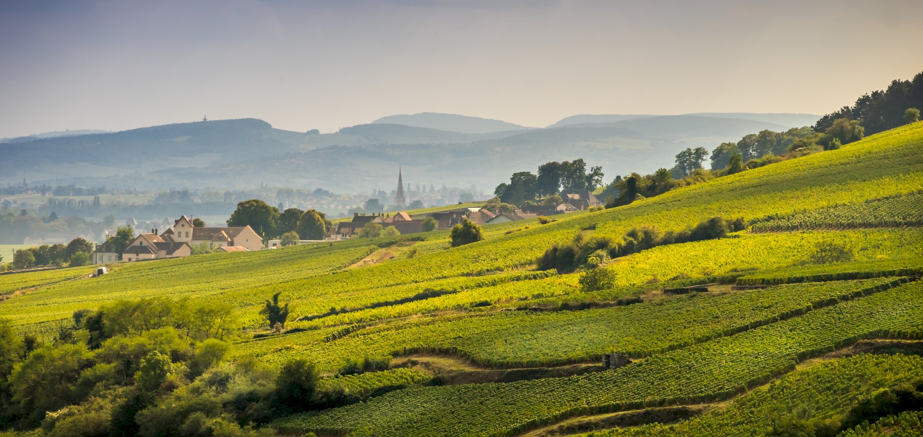 Ophorus Tours - We are thrilled to introduce 
Our newest destination: Burgundy!