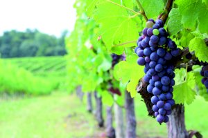 Ophorus Blog - Discover the Finest Bordeaux Wine Tours of 2024