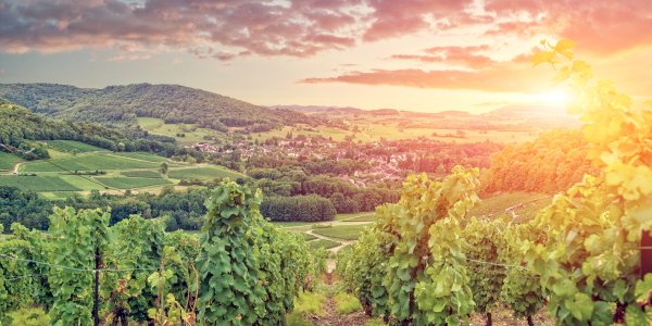 Ophorus Blog - Luxury Wine Tours in France 2024: Private & Exclusive Experiences