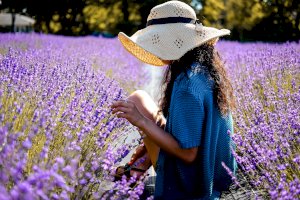 Ophorus Blog - Provence Lavender Tours: When to Visit & What to Expect