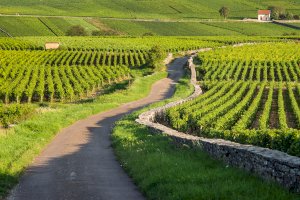 Ophorus Blog - Unveiling Burgundy: A Luxurious Wine Tour Adventure (Dijon & Beaune)