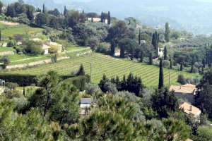 Ophorus Blog - Experience the Best of French Riviera Wine Tours and Tastings