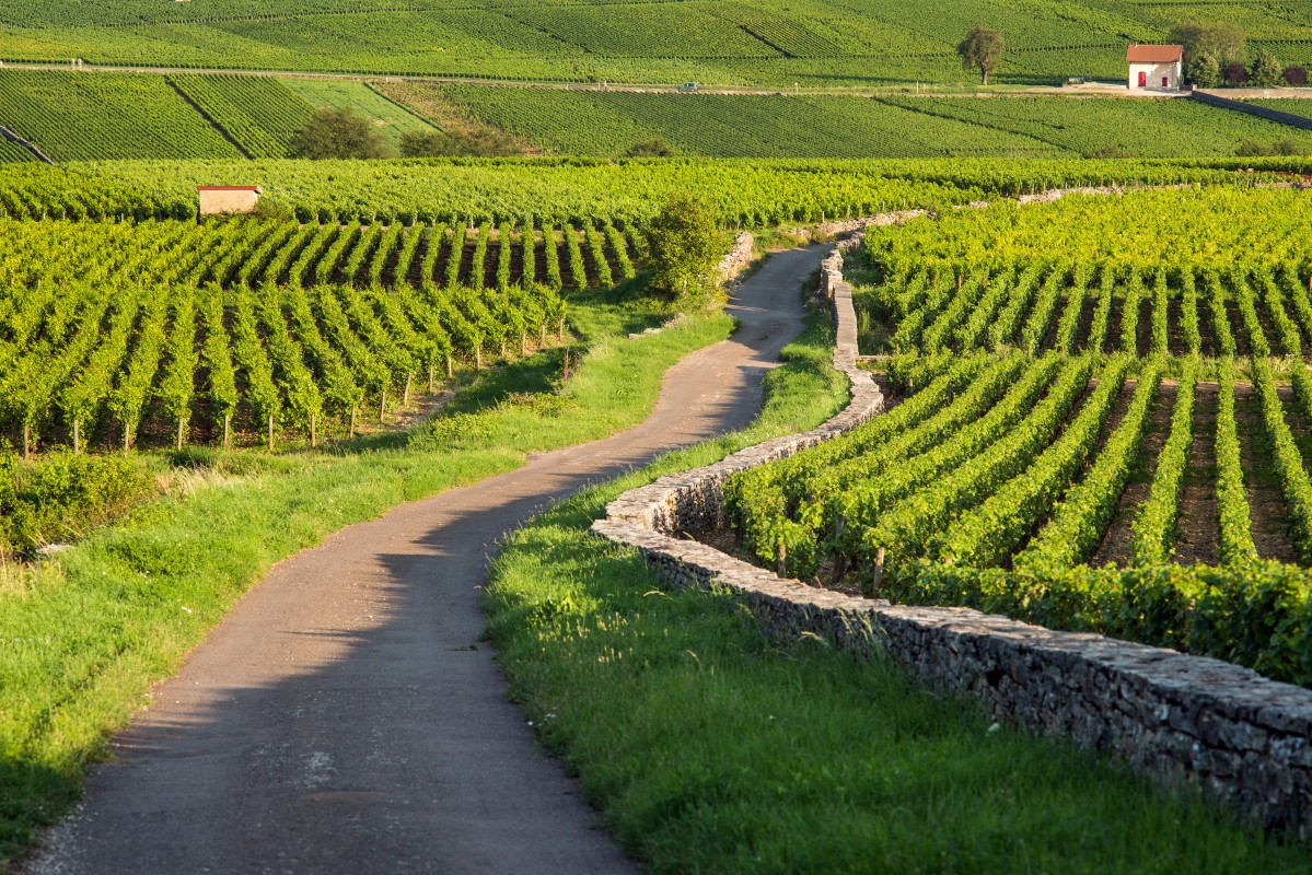 France Wine Tours 2024 - Bordeaux, Burgundy, Champagne, Alsace, Loire