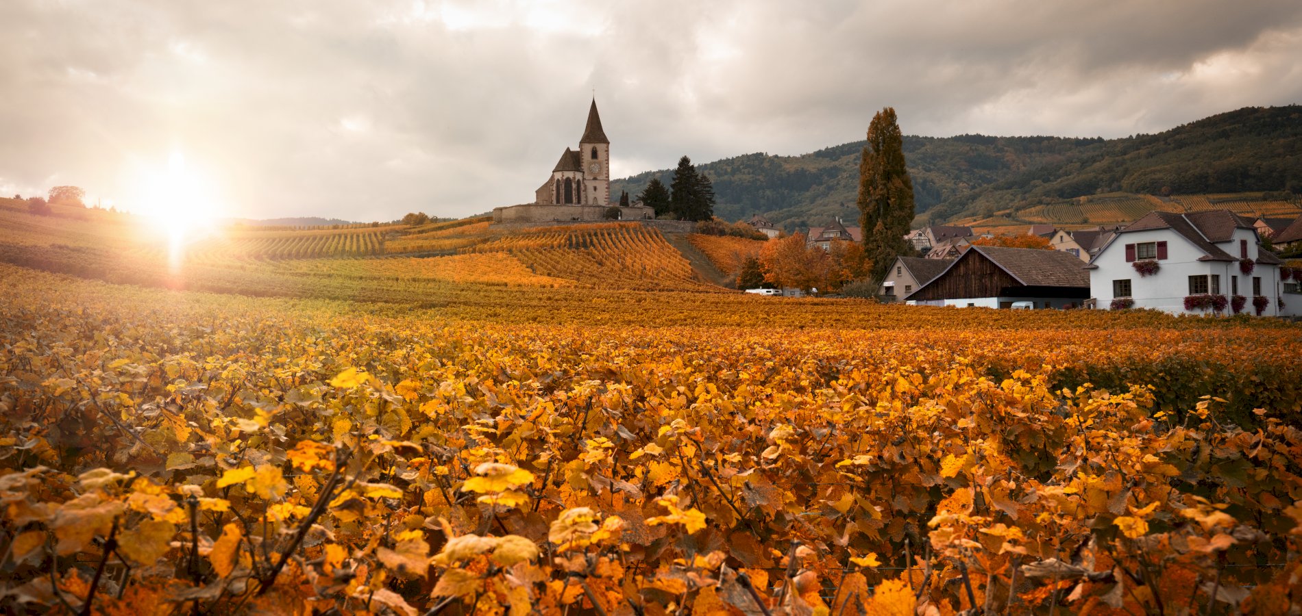 Ophorus Tours - Alsace & Burgundy in 7 Days: Scenic Wine & Cultural Tour in a Small Group Setting