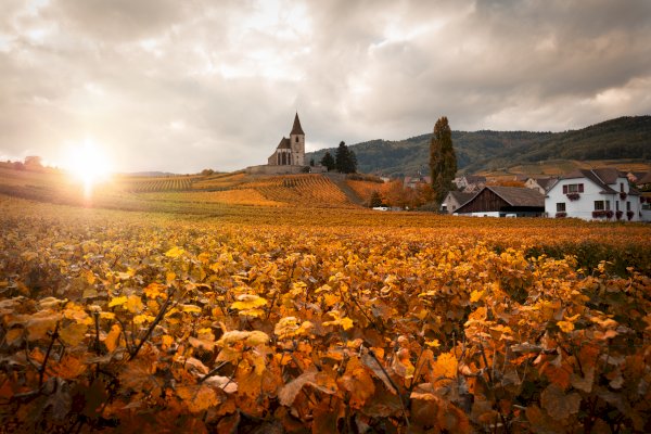 Ophorus Tours - Alsace & Burgundy in 7 Days: Scenic Wine & Cultural Tour in a Small Group Setting