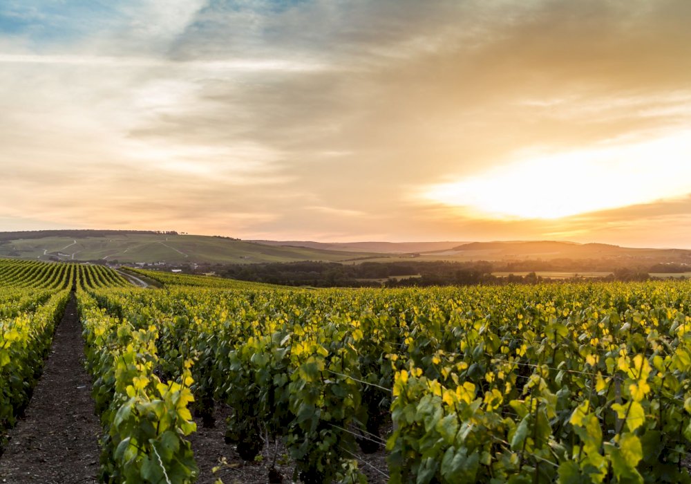 LVMH on X: Veuve Clicquot plants the vineyard with grass and