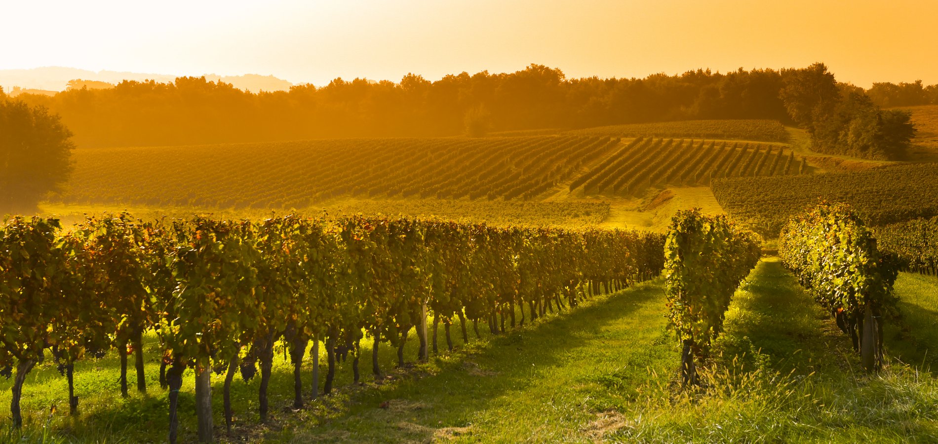 Ophorus Tours - Private Full-Day from Colmar : Exploring the Wines of France and Germany