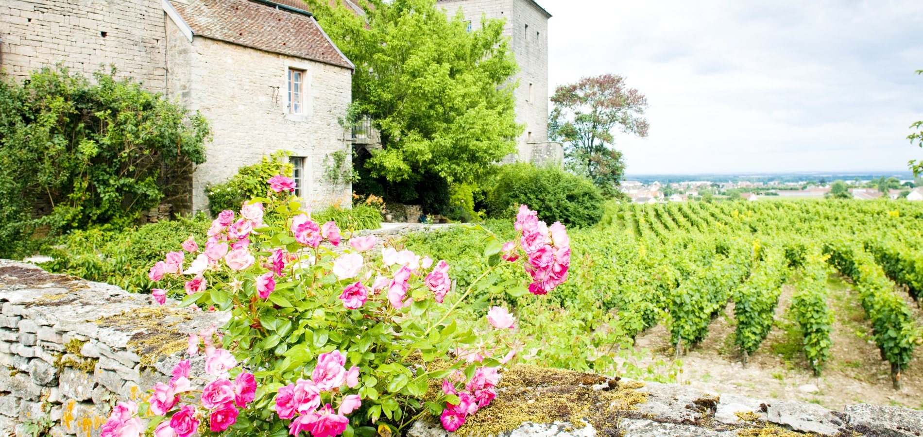 Ophorus Tours - Dijon Wine Tours: Côte de Nuits Half-Day Small Group Excursion