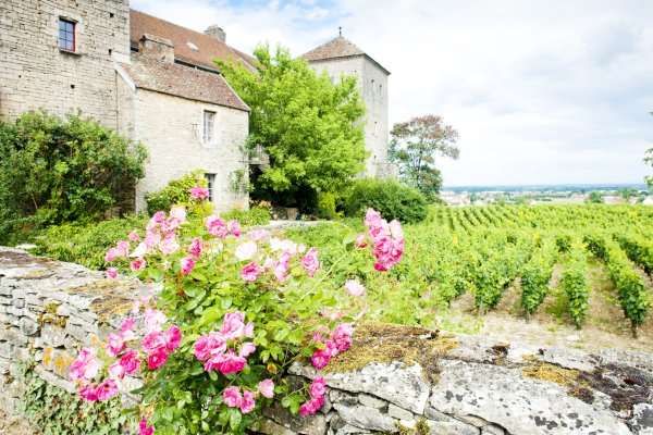 Ophorus Tours - Dijon Wine Tours: Côte de Nuits Half-Day Small Group Excursion