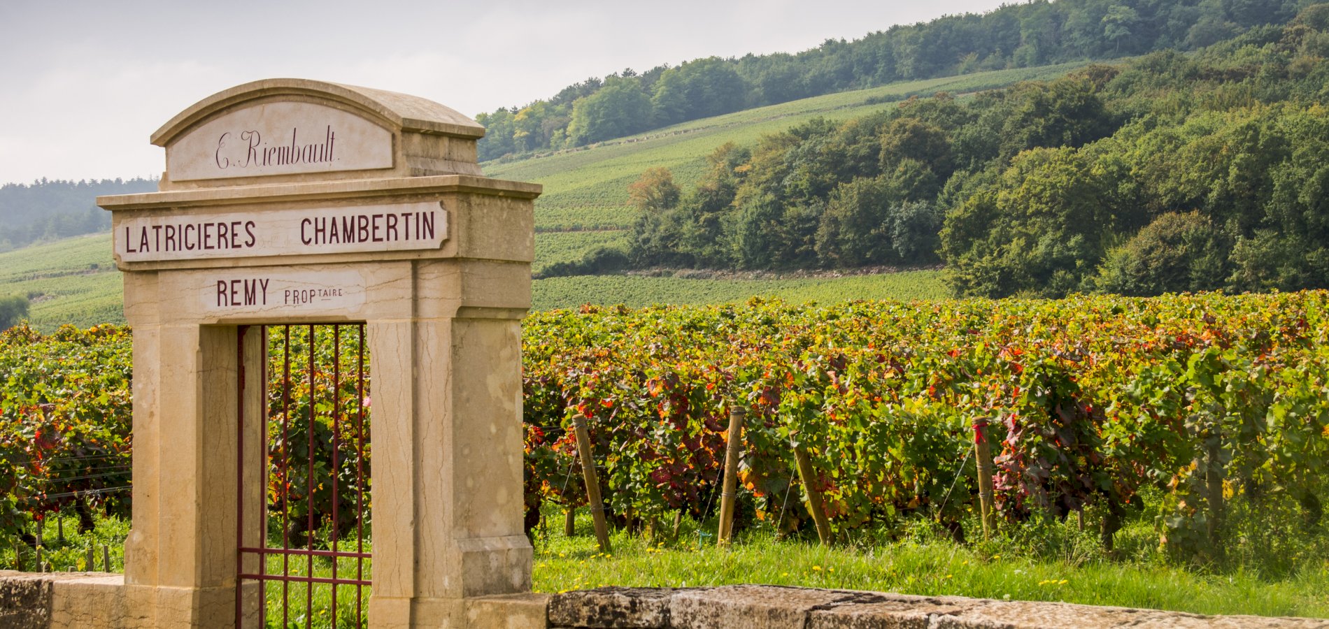 Ophorus Tours - Dijon Wine Tour: Côte de Nuits & Côte de Beaune Vineyards