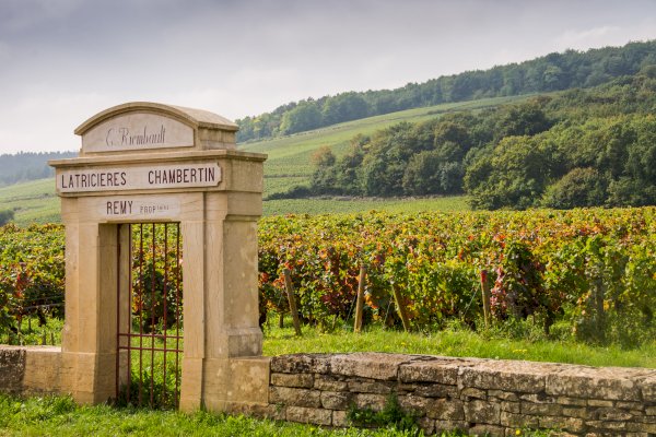 Ophorus Tours - Dijon Wine Tour: Côte de Nuits & Côte de Beaune Vineyards