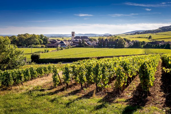 Ophorus Tours - Dijon Wine Tours: Côte de Beaune Half-day Small Group Experience