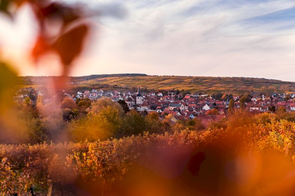 Ophorus Tours - Alsace Grand Crus: Private Wine Tour from Riquewihr