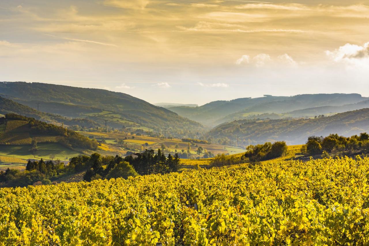 Ophorus Tours - Exclusive 4-Day Burgundy Wine Tour from Dijon with 3-Star Hotel Stay