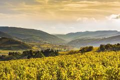 Ophorus Tours - Exclusive 4-Day Burgundy Wine Tour from Dijon with 3-Star Hotel Stay