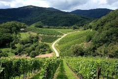 Ophorus Tours - 8-Day Private Alsace & Burgundy Package - 3* Hotel