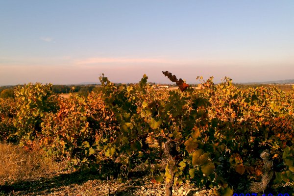 Ophorus Tours - Gaillac Wine Tour Small Group half-day Tour from Toulouse