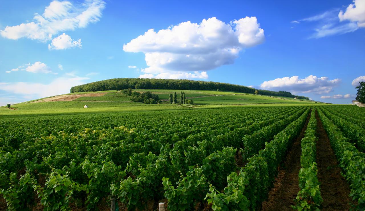 Ophorus Tours - Côte de Beaune & Côte de Nuits Full-Day Wine Tour for 2 – From Dijon