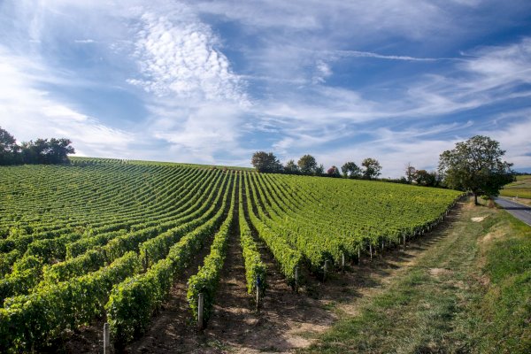 Ophorus Tours - Private Loire Valley Wine Experience – Vouvray Half-Day Tour for 2