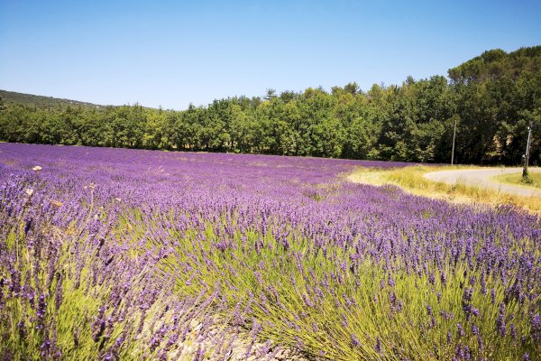 Ophorus Tours - Provence Lavender Escape: Private Day Trip from Marseille