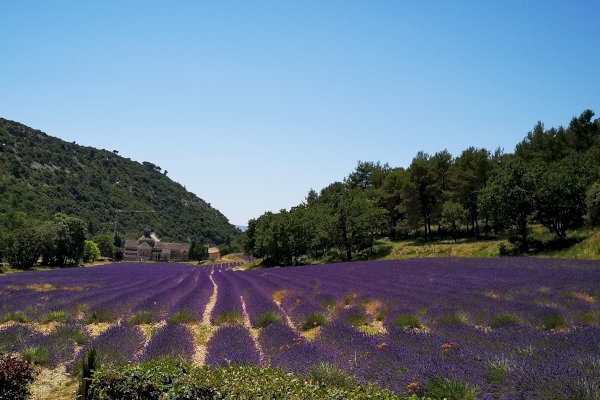 Ophorus Tours - Lavender Fields of Provence: Marseille Shore Excursion