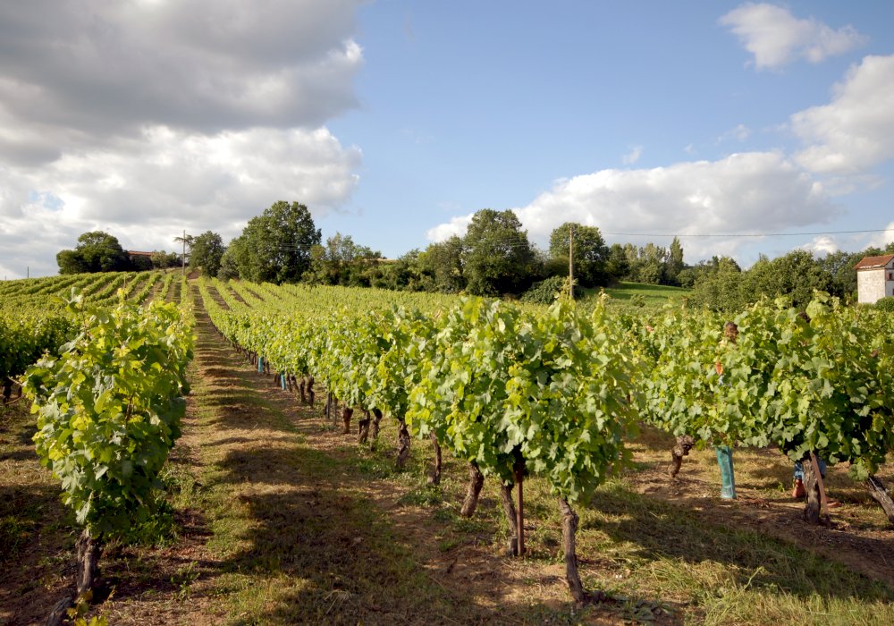 Private Gaillac Wine Tour Half Day Trip from Toulouse