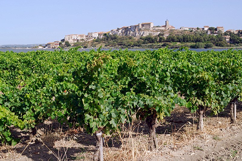 Ophorus Tours - From Montpellier Languedoc Wine Tour & Oyster Tasting half-day trip