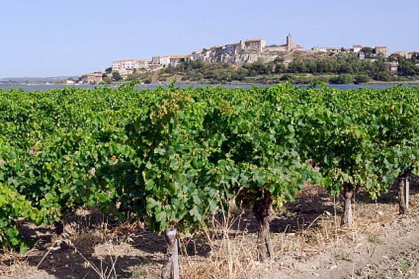 Ophorus Tours - From Montpellier Languedoc Wine Tour & Oyster Tasting half-day trip