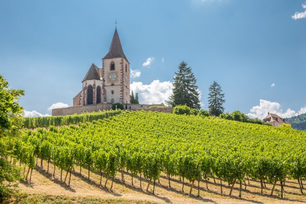 Ophorus Tours - Alsace Wine Tour from Colmar: A full day Vineyard Exploration