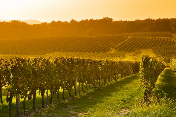 Ophorus Tours - Alsace Wine Tour from Colmar: A half-day Vineyard Excursion