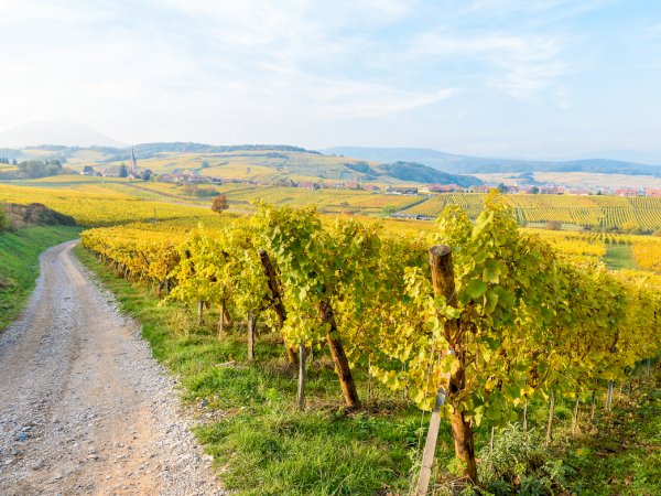 The BEST Alsace Wine tasting & winery tours 2024 - FREE Cancellation
