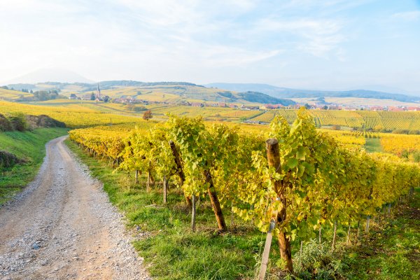 Ophorus Tours - Alsace Grands Crus Wines from Colmar: A Private Signature Tasting Tour