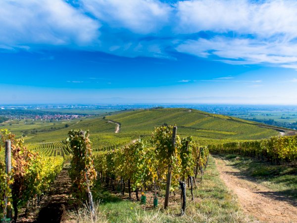 Alsace Grands Crus Wine Tour Private Day Trip from Colmar France