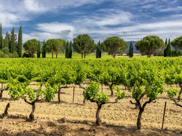 Avignon Visit Chateauneuf Du Pape Private Wine Tour From Aix En Provence Ophorus