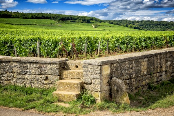Ophorus Tours - Taste of Burgundy: Full-Day Wine Tour from Dijon