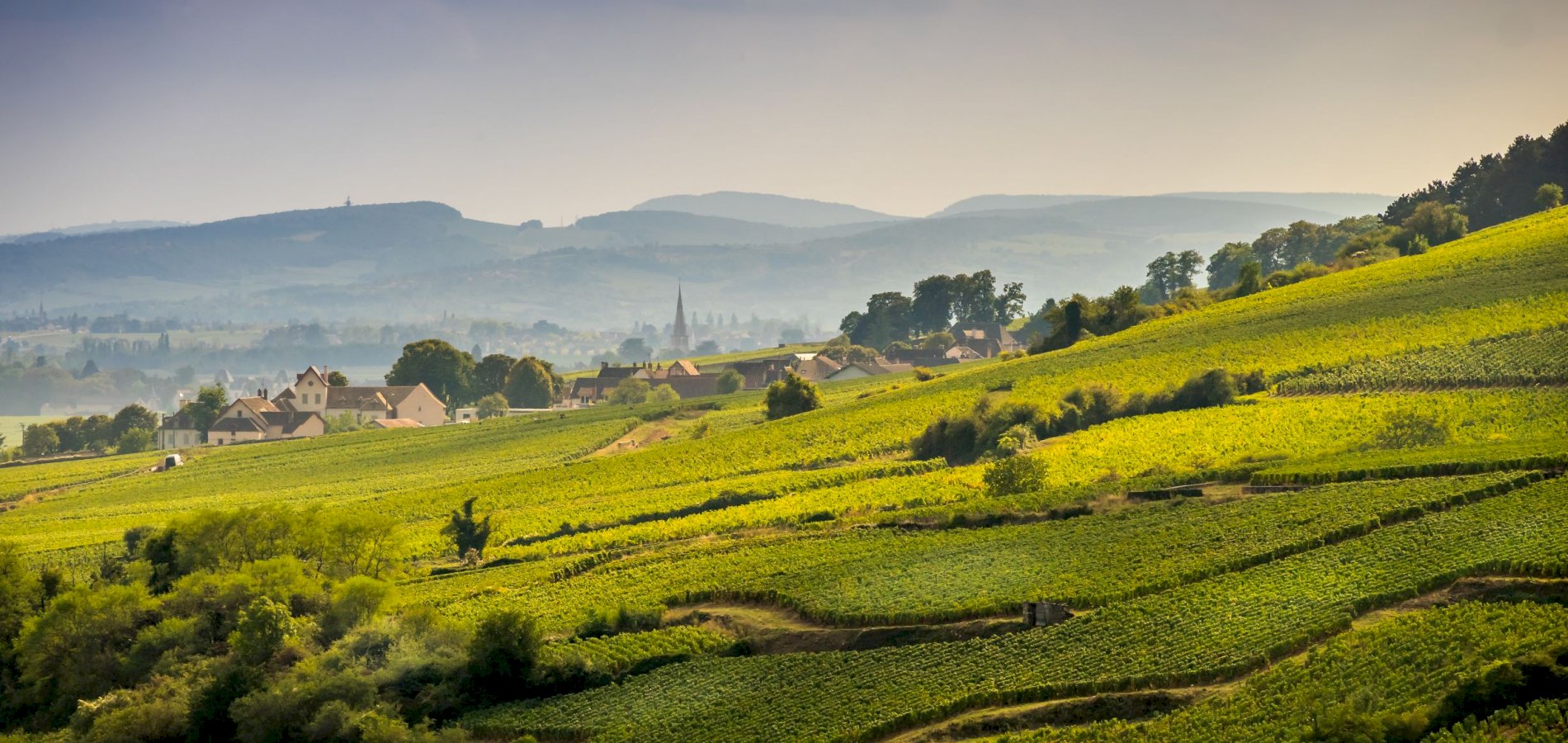 Ophorus Tours - Discover Burgundy Wines Together: Half-Day Tour from Dijon