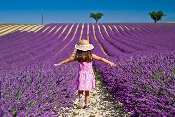 Ophorus Tours - Valensole's Lavender Fields Tour : A Visual Journey in Provence