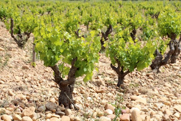 Ophorus Tours - Châteauneuf-du-Pape Wine Tour : A Vineyard Encounter