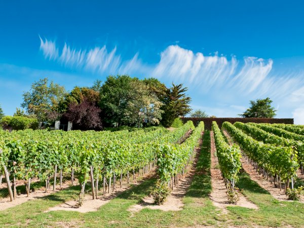 Loire Valley Wine Tour Full Day Trip from Tours