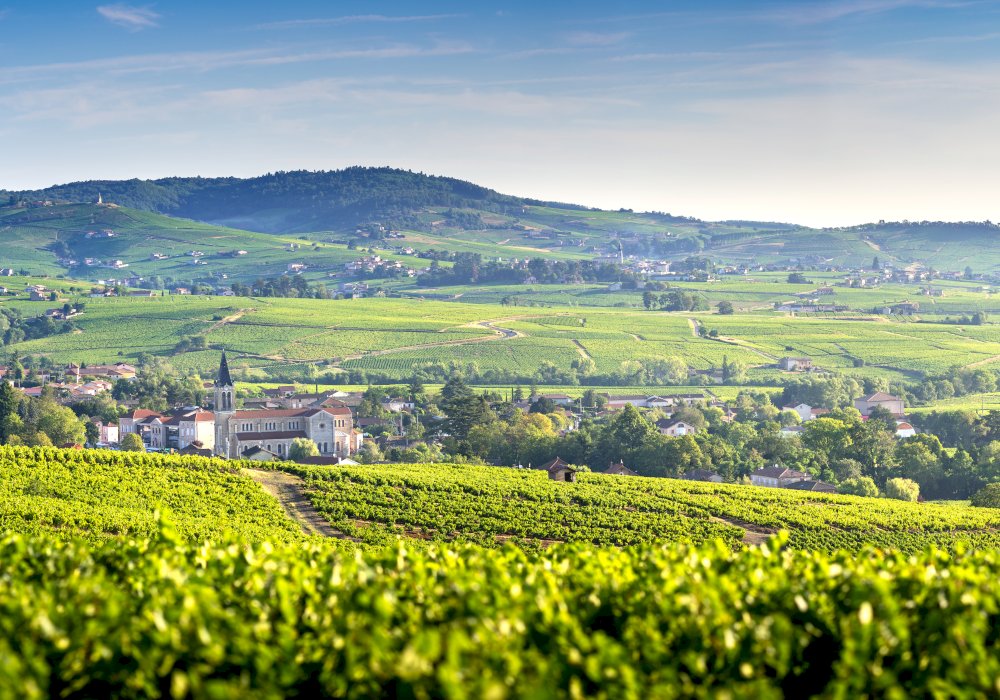 Private Half-Day Northern Rhône Wine Tour from Lyon