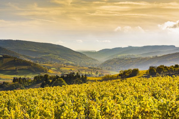 Ophorus Tours - Experience Burgundy Wines: Private Day Trip by Train from Paris